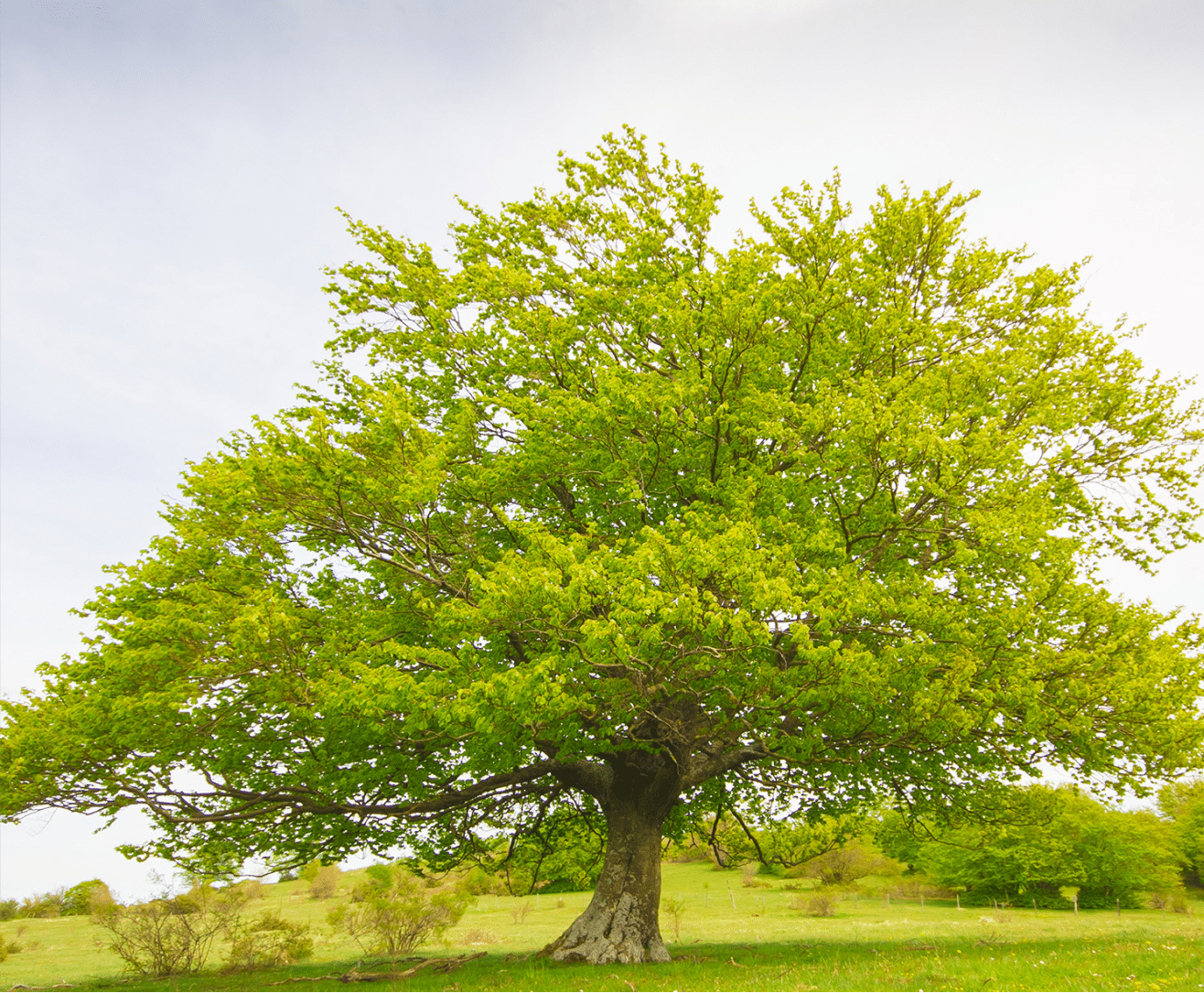 Why the name Beech